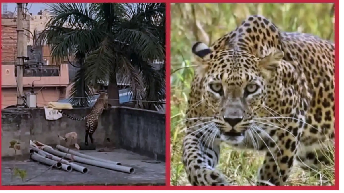 दिल्ली के बुराड़ी में तेंदुआ का हमला: लोगों को घायल, महौल में भयंकर आतंक